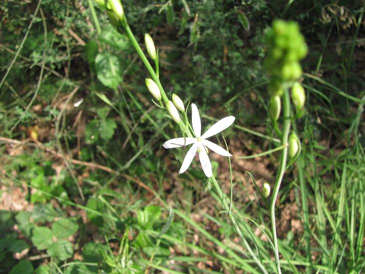 Anthericum liliago